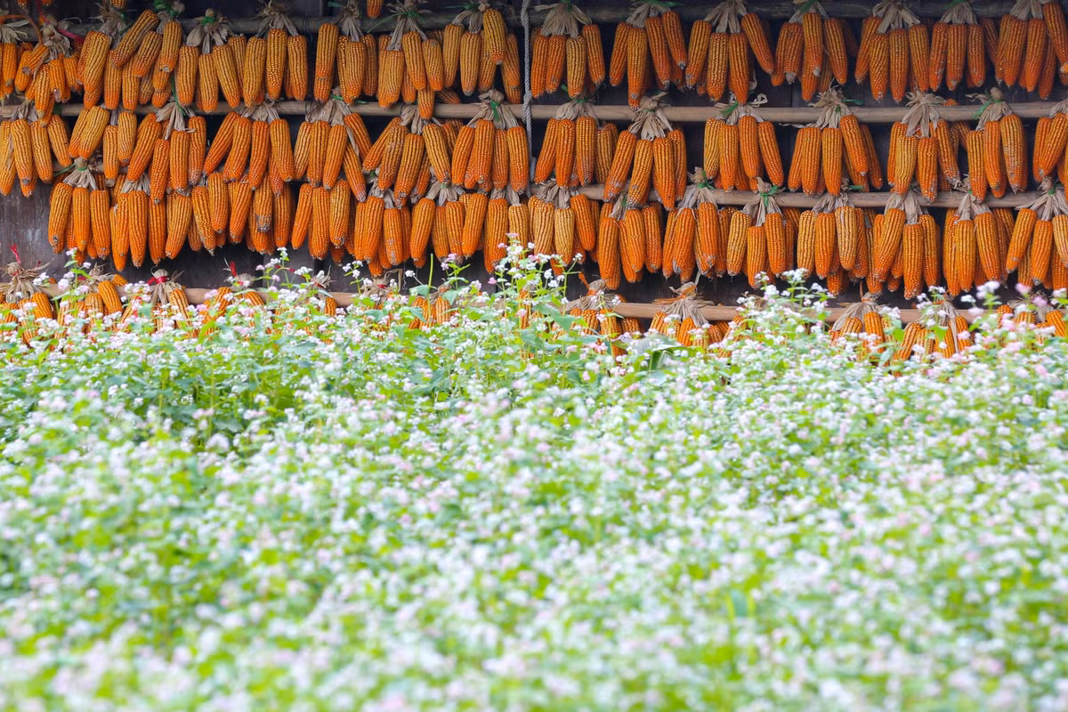 Ngoài lúa chín, trên mảnh đất vùng cao còn có các loài hoa như tam giác mạch, dã quỳ...đang dần nở rộ khiến khung cảnh thiên nhiên càng thêm thơ mộng.