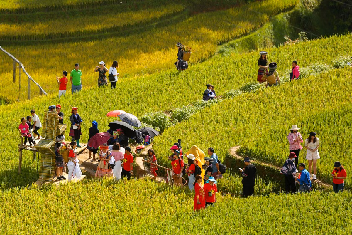 Mỗi ngày có hàng nghìn du khách đổ về đây chụp ảnh, ngắm mùa lúa chín vàng.