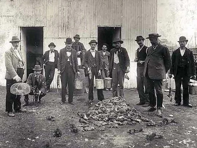 Nghề bắt chuột: Công việc kỳ lạ này đúng với cái tên gọi của nó. Họ chuyên đi bắt những con chuột mang mầm bệnh trong các khu dân cư. Vào thời Nữ hoàng Victoria ở Anh, có một người bắt chuột nổi tiếng đến mức được ghi vào sử sách tên Jack Black, "người bắt chuột và tiêu diệt chuột chũi số một thời đại".