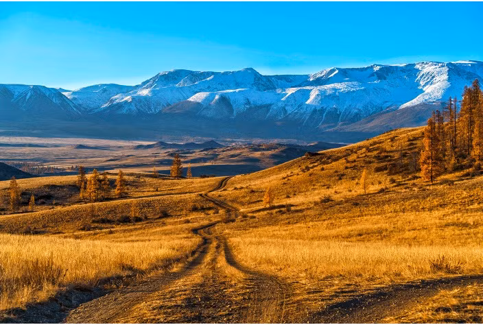 Cỏ cây nhuốm màu vàng ở đỉnh Bắc Chui ở Siberia, Cộng hòa Altai. Ảnh: RBTH.