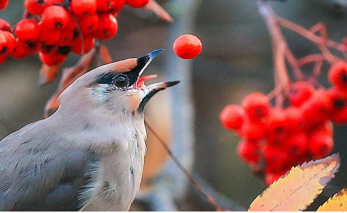 Chú chim ăn quả được nhìn thấy trên cây tần bì trên núi vùng Ivanovo.