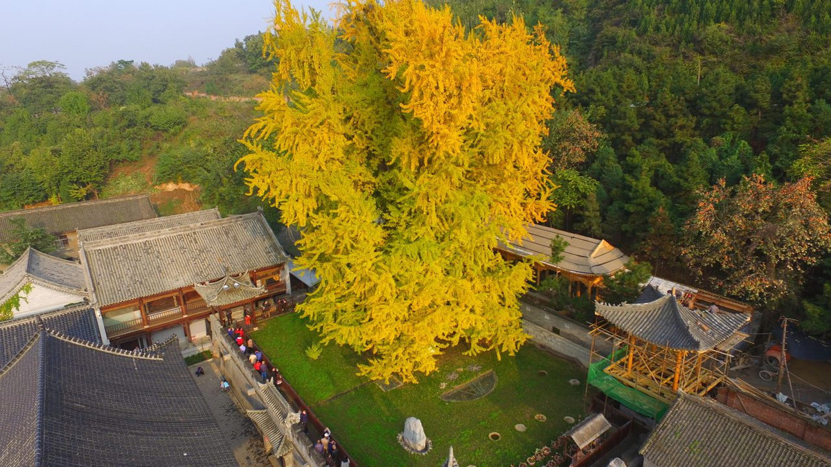 Từ cuối tháng 10 đến đầu tháng 12, ngôi đền đón khoảng 3.000 du khách mỗi ngày và nhu cầu cao đến mức để đảm bảo việc tham quan, du khách được khuyến nghị nên đặt chỗ trực tuyến.