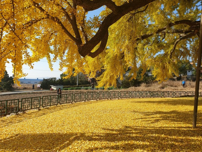 Ở Bangye-ri, người dân coi cây bạch quả cổ thụ như một cây thiêng cần được chăm sóc và bảo vệ. Cây đã được thành phố Wonju công nhận là di tích tự nhiên từ tháng 1/1964. Ảnh: IT.