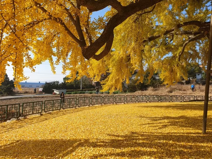 Ở Bangye-ri, người dân coi cây bạch quả cổ thụ như một cây thiêng cần được chăm sóc và bảo vệ. Cây đã được thành phố Wonju công nhận là di tích tự nhiên từ tháng 1/1964. Ảnh: IT.