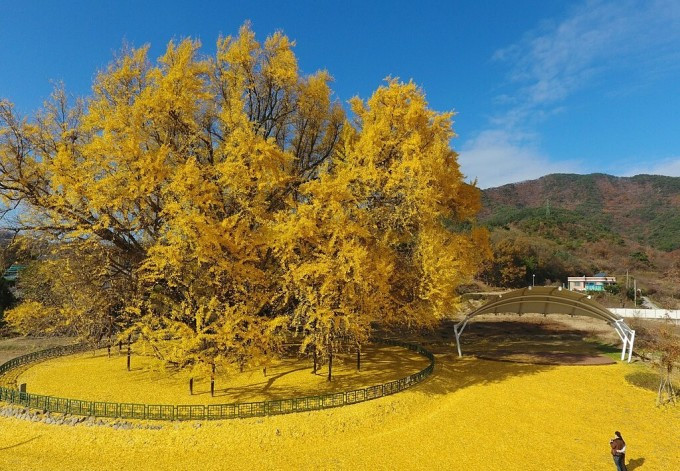 Ở Hàn Quốc cũng có một cây bạch quả cổ thụ vô cùng nổi tiếng được trồng ở Bangye-ri, Wonju, Gangwon-do.