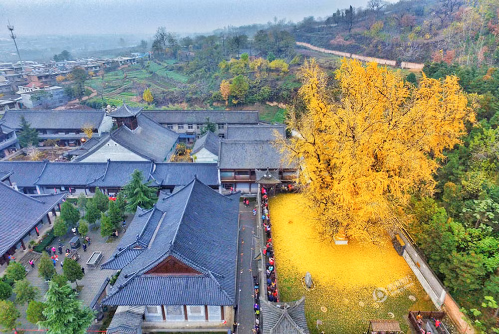 Vào năm 2017, truyền thông Trung Quốc đưa tin ước tính có khoảng 60.000 người đã đến thăm cây bạch quả 'vàng'.