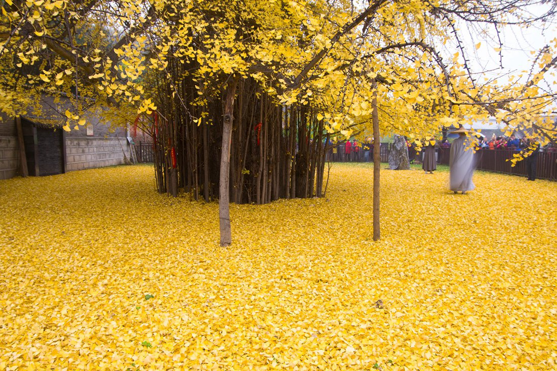 Cây ngân hạnh (còn gọi là bạch quả, rẻ quạt) này có tuổi đời hơn 1.400 năm. Cây được trồng từ thời nhà Đường, trong khoảng năm 618 - 907.