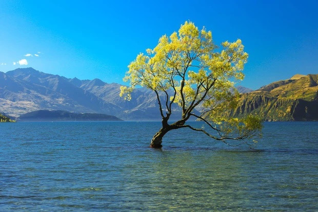  Cây cô đơn được bao quanh bởi cảnh quanh thiên nhiên thơ mộng giữa mặt hồ tĩnh lặng.