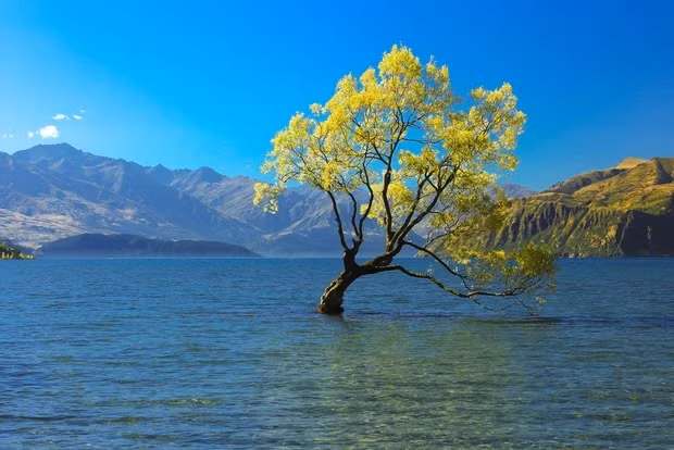  Cây cô đơn được bao quanh bởi cảnh quanh thiên nhiên thơ mộng giữa mặt hồ tĩnh lặng.