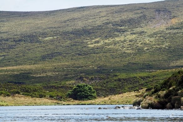 Theo báo Guardian, cây vân sam cao 9m, là cây duy nhất trên hòn đảo không người ở, nhiều cây bụi, lộng gió, cách đất liền New Zealand 700km về phía nam, ở Nam Đại Dương.