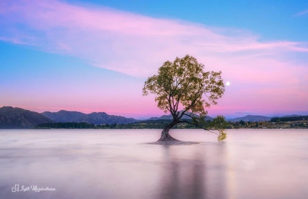 Để bảo vệ cây đặc biệt này, chính phủ New Zealand phải dựng tấm bảng cấm mọi người trèo lên cây liễu và dự định sẽ thực hiện nhiều chính sách bảo tồn cây.