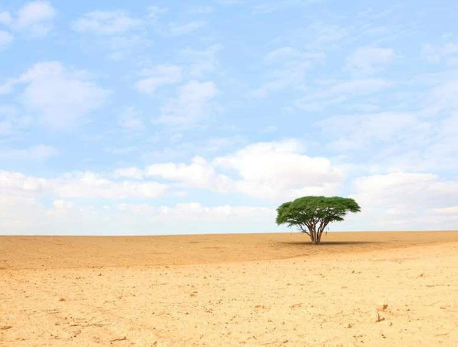 Đứng đơn độc giữa một vùng cát trắng xóa, cây keo Tenere vẫn kiên cường chống lại thách thức thời gian và điều kiện khí hậu khắc nghiệt, sừng sững ở đó trong suốt 300 năm.