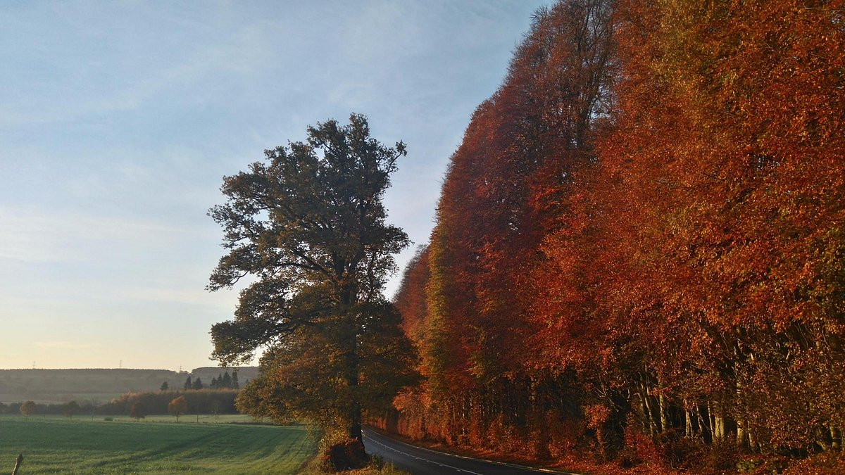 Vào mùa xuân, những chiếc lá non của hàng rào đâm trồi nảy lộc xanh mướt. Khi mùa thu tới, cây cối chuyển sang sắc vàng rực rỡ. Ảnh: IT.