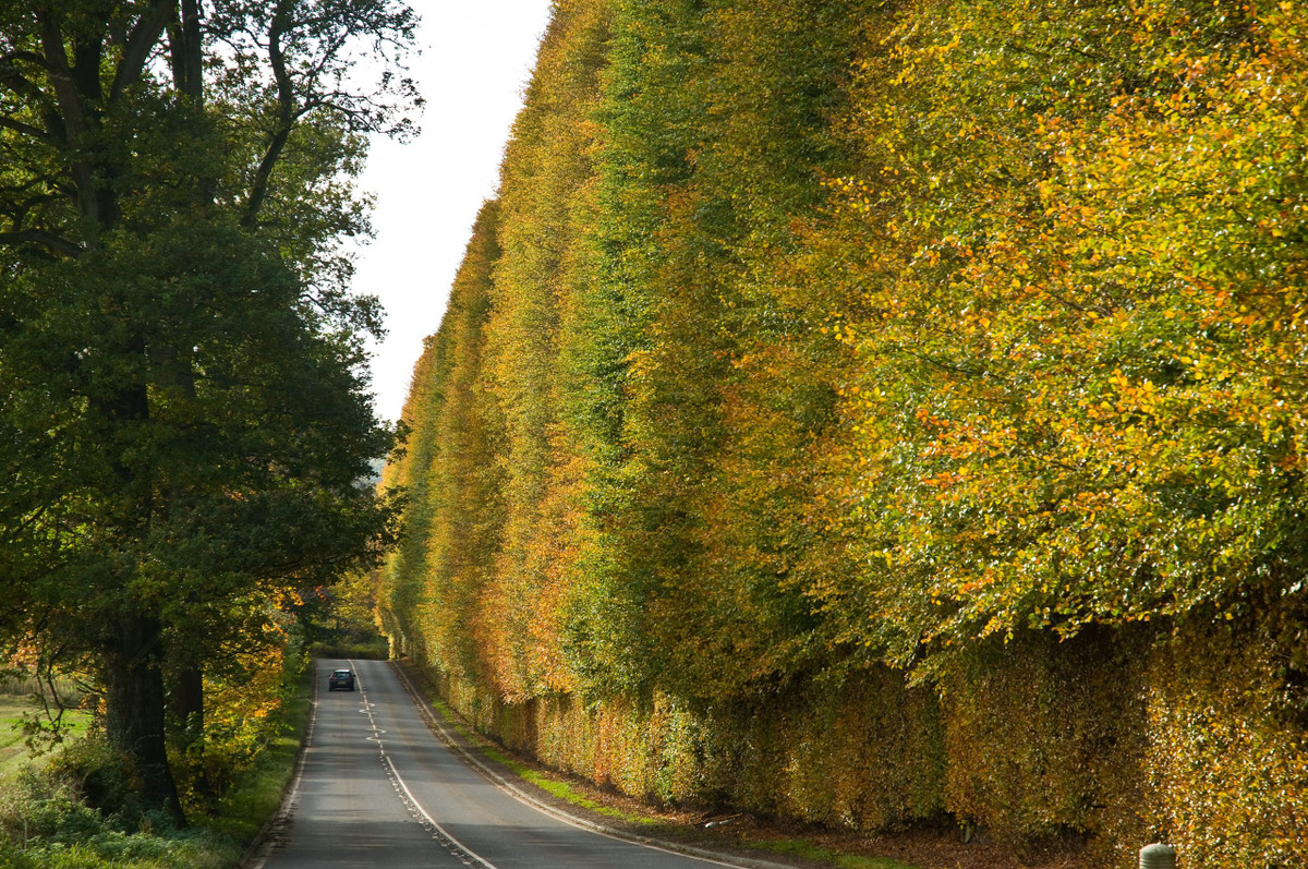 Người ta nói rằng hàng rào mọc về phía thiên đàng như một tấm bia tưởng niệm vì những người trồng nó đã hy sinh anh dũng trong trận chiến Culloden chống lại Cuộc nổi dậy Jacobite.