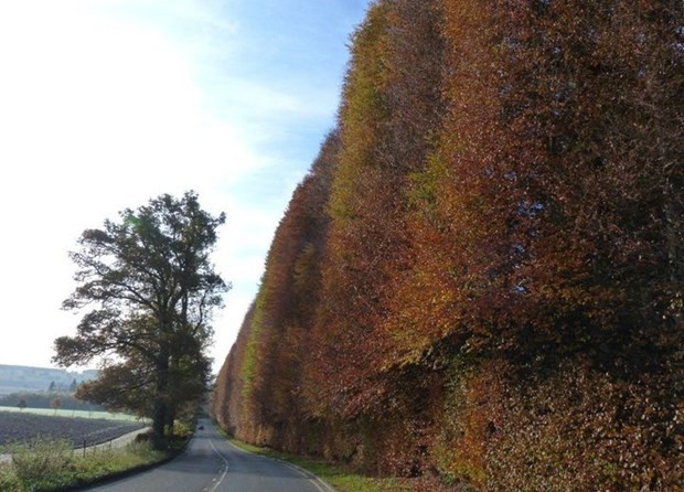 Trước đây, cứ 10 năm con cháu của ông Robert Murray Nairme lại cắt tỉa hàng rào một lần. Tuy nhiên, năm 2010, một đợt cắt tỉa đã bị trì hoãn do không đủ chi phí.