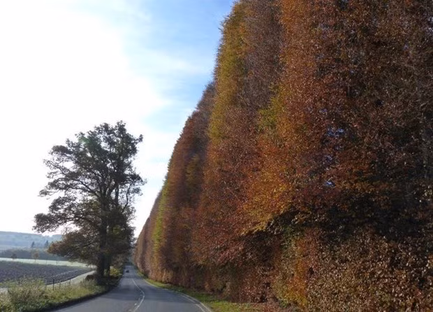 Trước đây, cứ 10 năm con cháu của ông Robert Murray Nairme lại cắt tỉa hàng rào một lần. Tuy nhiên, năm 2010, một đợt cắt tỉa đã bị trì hoãn do không đủ chi phí.
