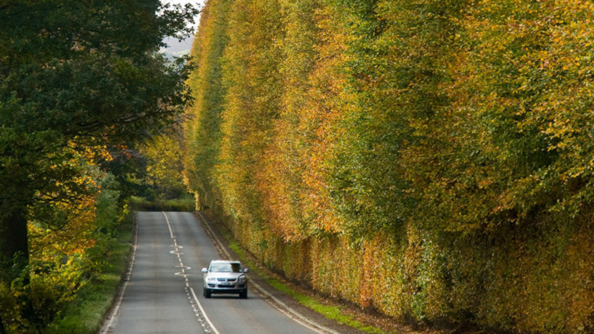 Theo Wikipedia, hàng rào cao nhất thế giới được trồng bởi Jean Mercer và chồng của bà, Robert Murray Nairne trên điền trang Meikleour của Marquess of Lansdowne vào năm 1745.