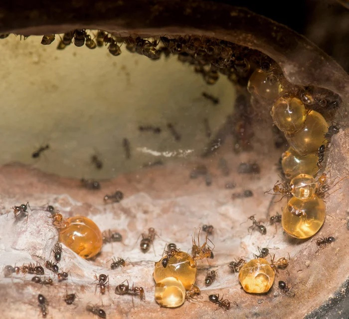 Honeypot - loài kiến sản xuất mật duy nhất trên thế giới - Hình 2 Honeypot - loai kien san xuat mat duy nhat tren the gioi-Hinh-2