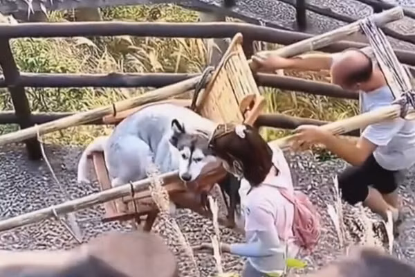 Co gai gay sot vi thue nguoi khieng cho cung len nui ngam canh