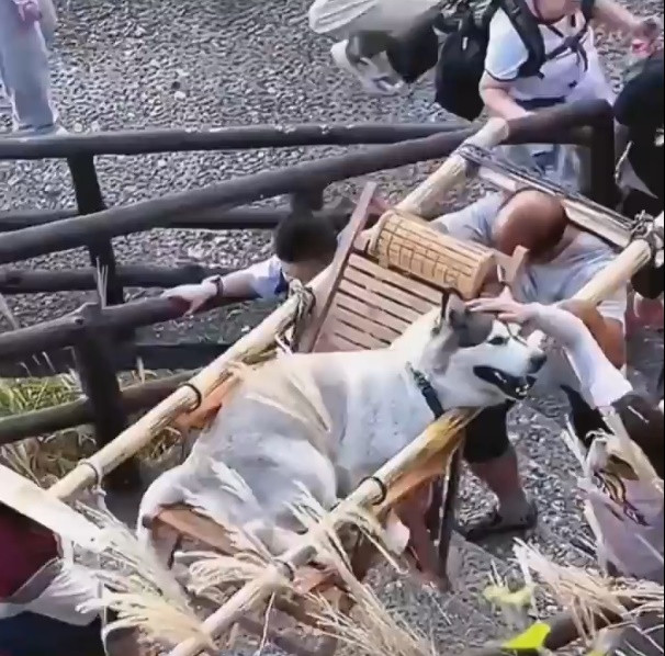 Co gai gay sot vi thue nguoi khieng cho cung len nui ngam canh-Hinh-2