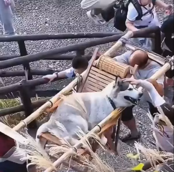 Co gai gay sot vi thue nguoi khieng cho cung len nui ngam canh-Hinh-2