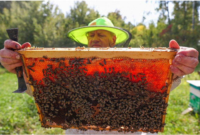 7. Hãy thử mật ong Altai: Mật ong Altai là một trong hai loại mật ong vùng nổi tiếng nhất ở Nga, cùng với mật ong Bashkir. Trong số các loại mật ong khác nhau, mật ong núi đặc biệt phổ biến, được đánh giá cao về chất lượng chữa bệnh.
