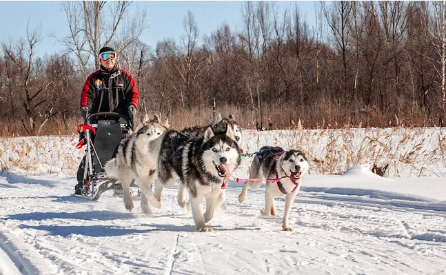 5. Đi xe chó kéo: Những chú chó kéo ở đây đều rất hòa đồng, thân thiện và sẵn lòng tạo dáng chụp ảnh với khách.