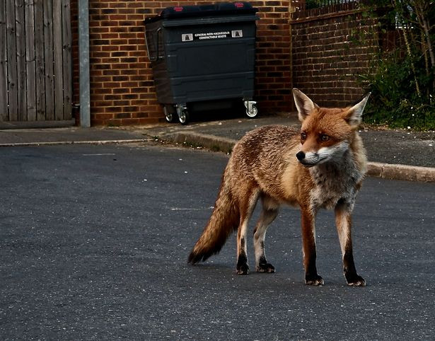 Hoàng gia Anh thuê thợ săn giết cáo vì lý do bất ngờ - Hình 2 Hoang gia Anh thue tho san giet cao vi ly do bat ngo-Hinh-2