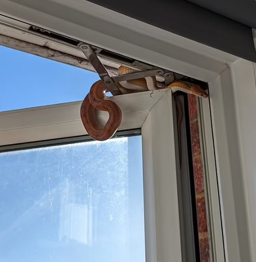 Vua tinh day, co gai hoang hon thay ran truon vao phong ngu-Hinh-2