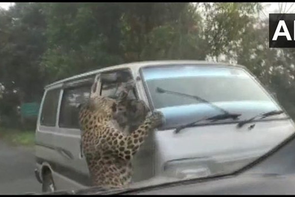 Con bao hung du tan cong 15 nguoi de tim thuc an