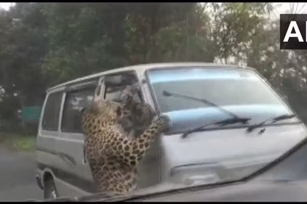 Con bao hung du tan cong 15 nguoi de tim thuc an