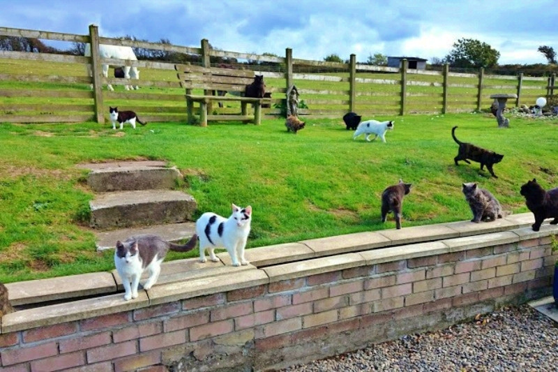 Kham pha nhung dia danh meo noi tieng the gioi-Hinh-4