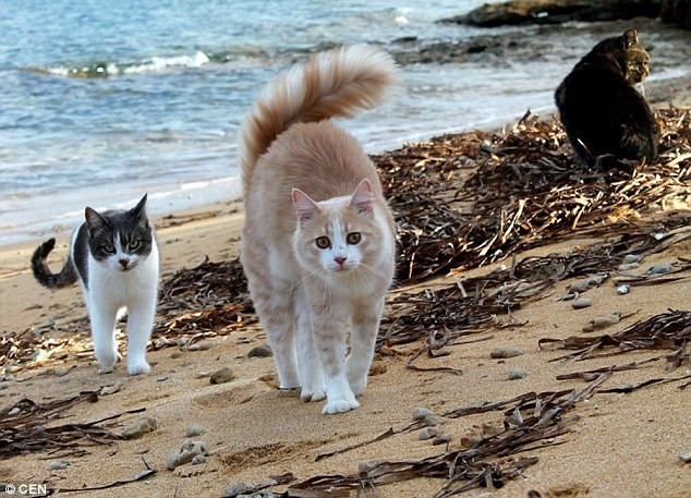 Kham pha nhung dia danh meo noi tieng the gioi-Hinh-6