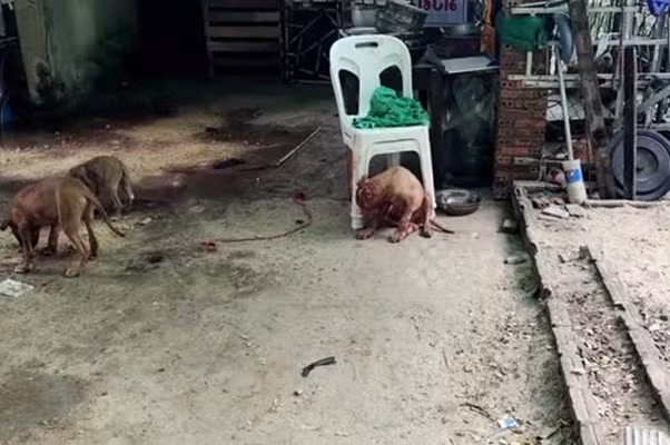 Cu ong tu vong vi bi 4 con cho pitbull nha nuoi can xe