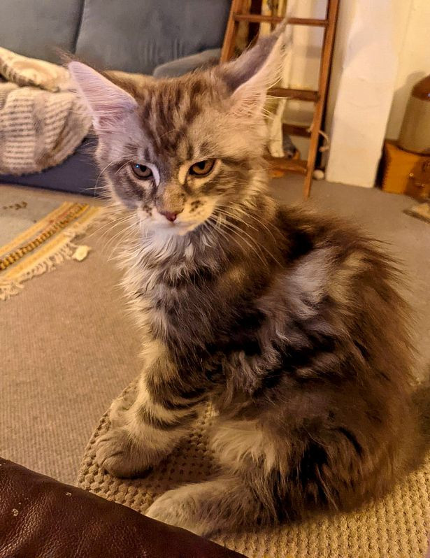 Kinh ngac con meo khong lo dai toi mot met-Hinh-3