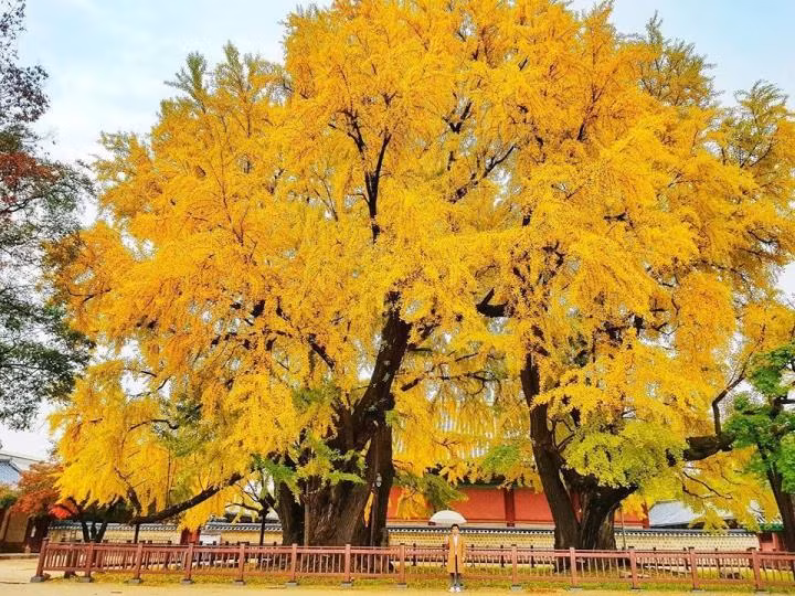 Vào mùa thu, khi những tán lá của hai cây ngân hạnh này chuyển màu, chúng nhuộm vàng cả một góc trường Đại học Sungkyunkwan khiến ai đi qua cũng phải ngắm nhìn thích thú. Ảnh: IT.