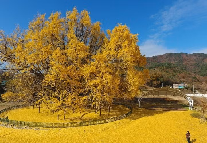 Cây này ước tính khoảng 800 đến 1.000 năm tuổi. Cây bạch quả cao 35 m và lá cây chuyển vàng rực vào cuối mùa thu.