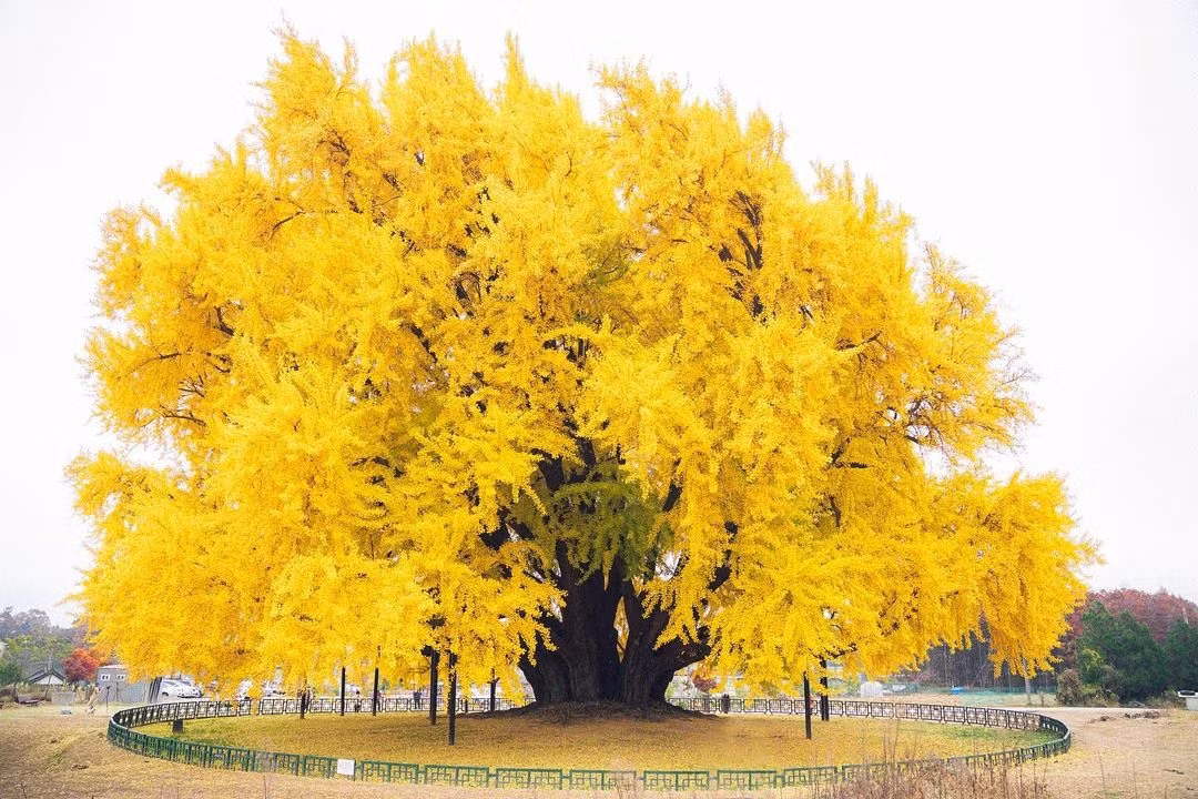 Cây trăm tuổi tuổi này tán lá rộng đến 16 mét, cành xòe ra tứ phía, từ trên cao nhìn xuống cây ngân hạnh như quả cầu vàng khổng lồ.