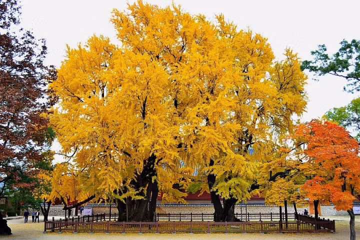 Ngoài ra, Hàn Quốc còn có hai cây bạch quả cổ thụ khác trong khuôn viên trường Đại học Sungkyunkwan ở Seoul.