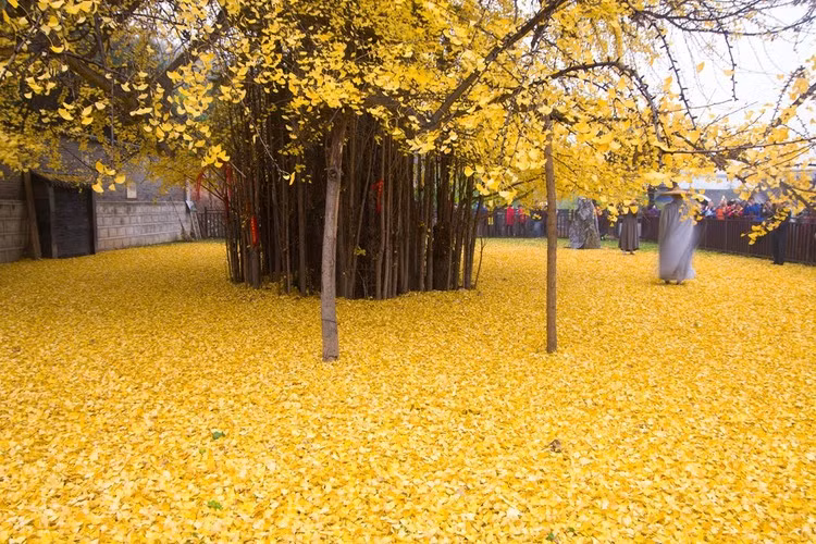 Cây ngân hạnh (còn gọi là bạch quả, rẻ quạt) này có tuổi đời hơn 1.400 năm. Cây được trồng từ thời nhà Đường, trong khoảng năm 618 - 907.