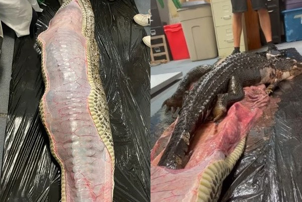 Mo bung tran khong lo, phat hien con ca sau dai 1,5m