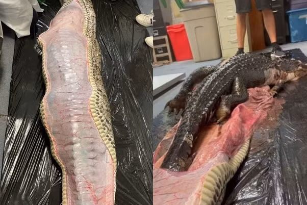 Mo bung tran khong lo, phat hien con ca sau dai 1,5m