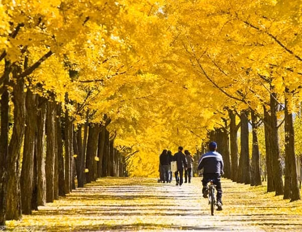 “Lim tim” canh dep tho mong cua dao Nami qua 4 mua thay la-Hinh-4