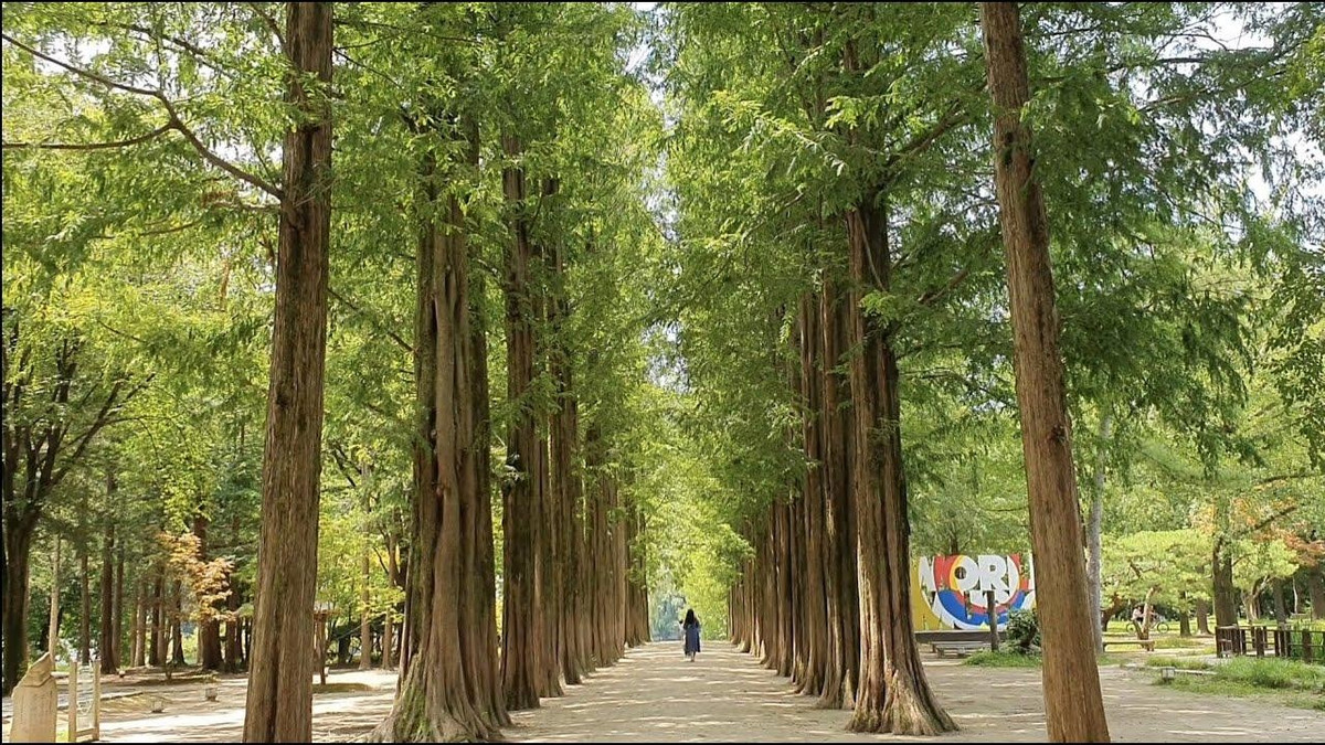 Đảo Nami Hàn Quốc thu hút đông đảo du khách trong và ngoài nước vào mùa hè bởi khí hậu mát mẻ cùng khung cảnh ngập tràn cỏ cây xanh mát.