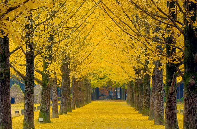 Không ai có thể phủ nhận sức hút của mùa thu tại đảo Nami. Khi này, những loài cây trồng trên đảo đều thay màu lá, chuyển sang màu đỏ, vàng rực rỡ nhưng cũng đượm buồn man mác.