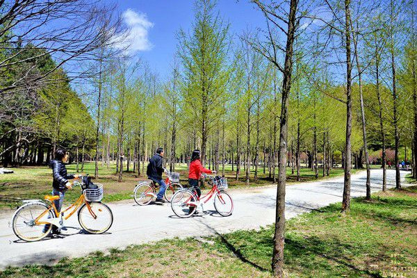 Hoạt động được ưa thích trong mùa hè tại đảo Nami chính là thuê xe đạp tận hưởng không khí trong lành và cảnh đẹp Hàn Quốc mùa hè quanh đảo.