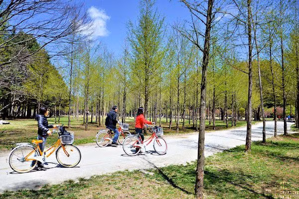 “Lim tim” canh dep tho mong cua dao Nami qua 4 mua thay la-Hinh-8