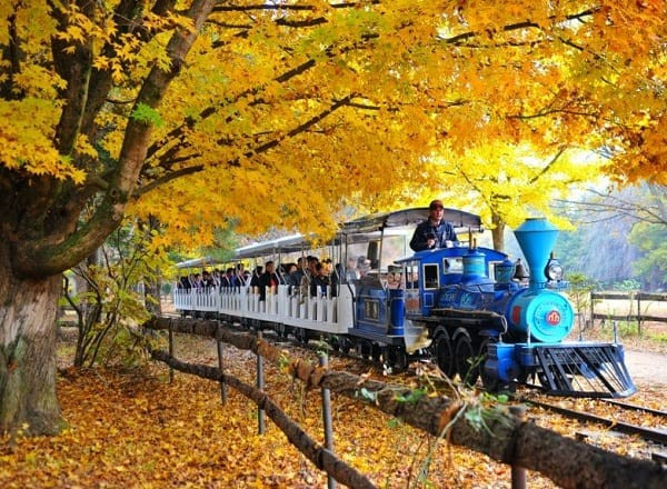  Đảo Nami có hình bán nguyệt, tựa như một chiếc lá lớn trôi giữa dòng sông. Ngay từ ban đầu khi xây dựng nơi này thành một điểm du lịch, những thảm cỏ xanh cũng như các loại thực vật ôn đới, cận hàn đới đã được trồng và phủ kín đảo.