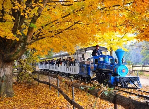 “Lim tim” canh dep tho mong cua dao Nami qua 4 mua thay la-Hinh-2