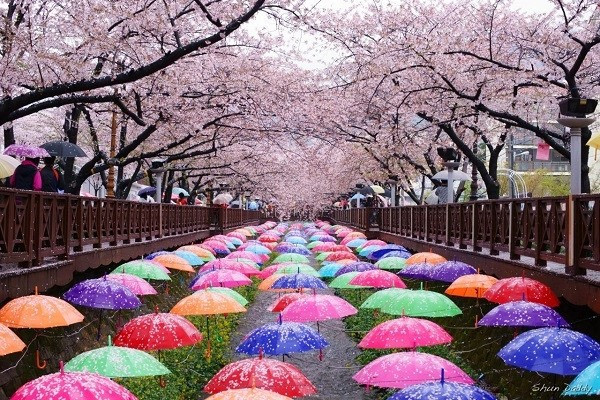 Nếu bạn tới Nami vào khoảng giữa hoặc cuối mùa xuân, tức tháng 3 tới tháng 4 hằng năm, bạn sẽ có cơ hội chiêm ngưỡng hàm ngàn gốc hoa anh đào nở rộ sắc hoa hồng thắm.